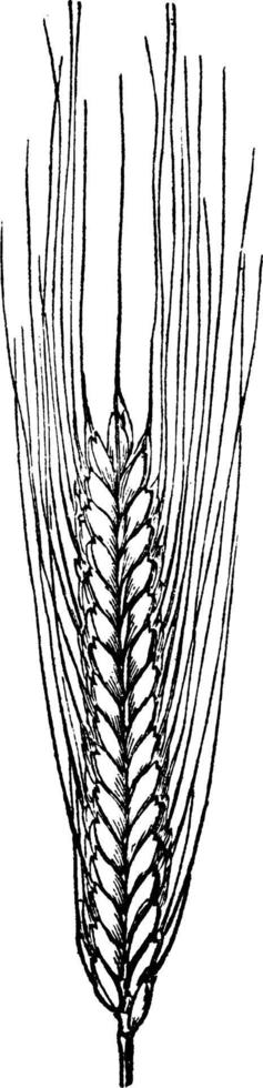 Wheat vintage illustration. vector