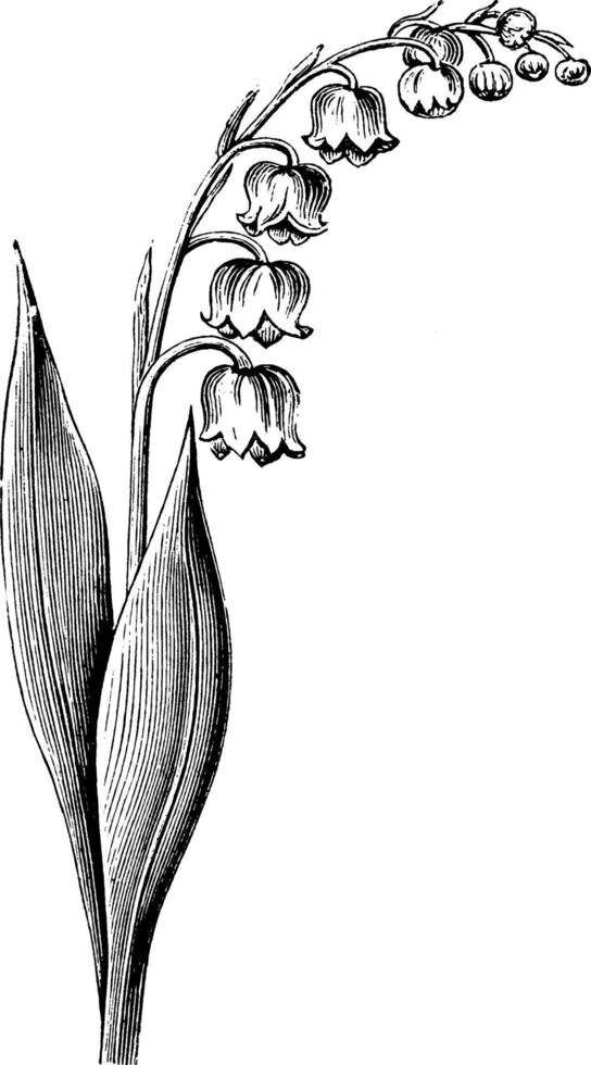 Flowering Stem of the Lily of the Valley vintage illustration. vector