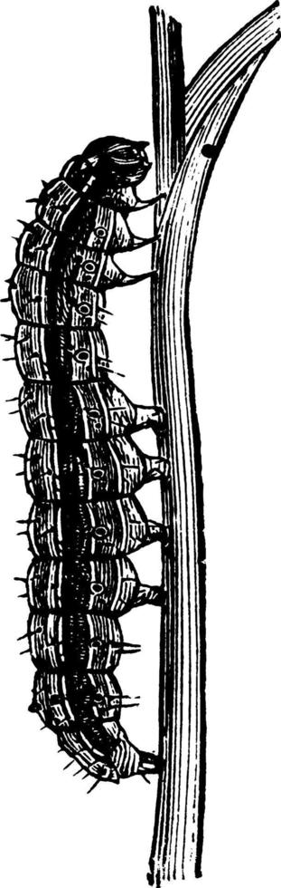 Armyworm, vintage illustration. vector