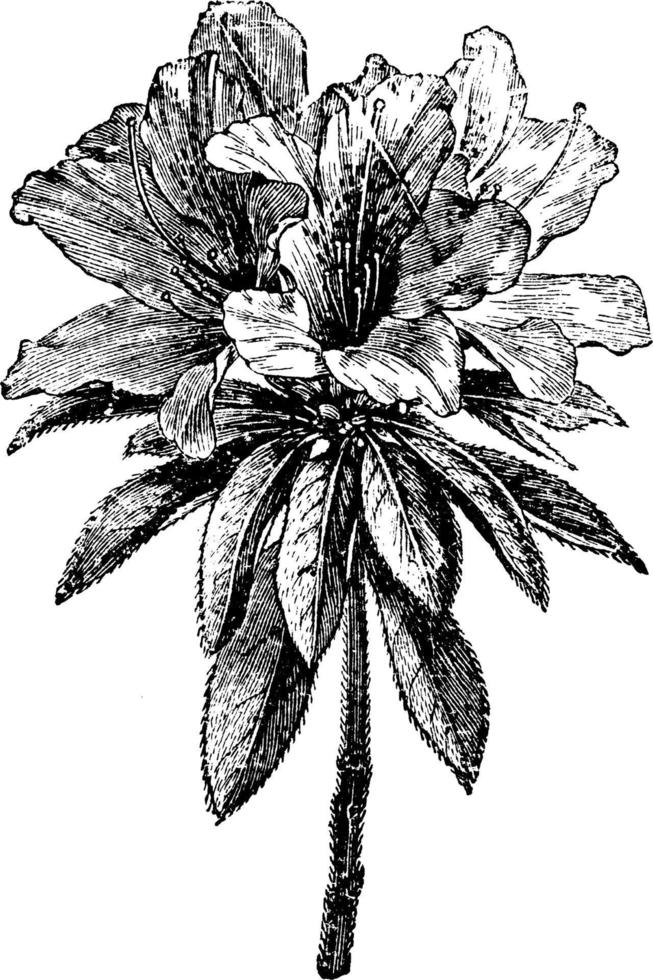 Flower of Azalea Indica vintage illustration. vector