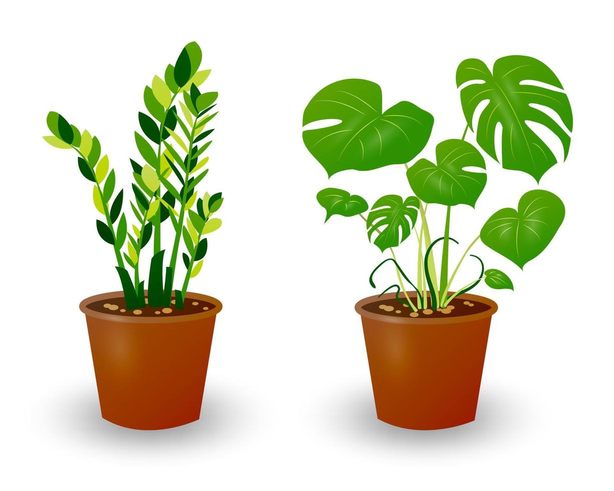 Ficus and Monstera plant in pot isolated on white background. Decorative plant for home interior or office. Room flower. Vector illustration.