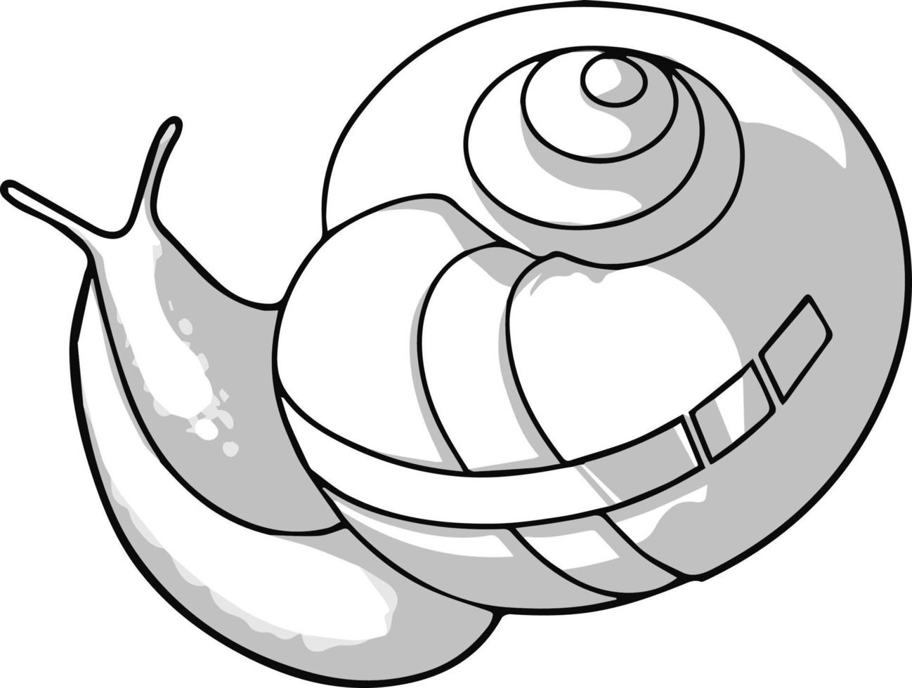 caracol. dibujo realizado a mano en tonos grises. para colorear libros y tus libros. vector