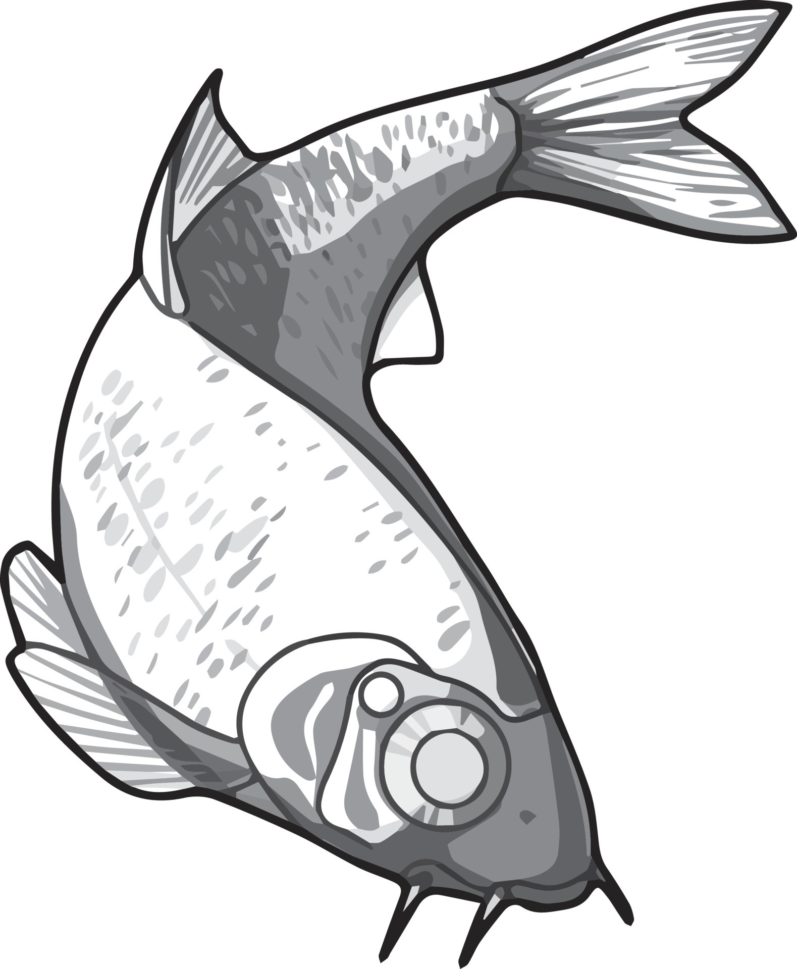 A marine endangered fish. Drawing made by hand in shades of grey