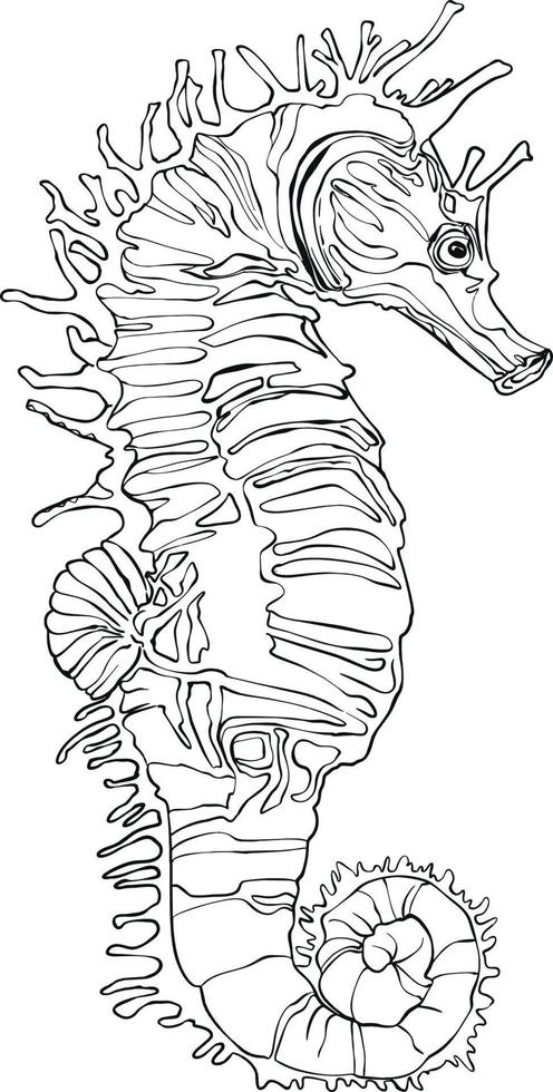 Seahorse. Black and white hand-painted picture. For colouring books and your books. vector