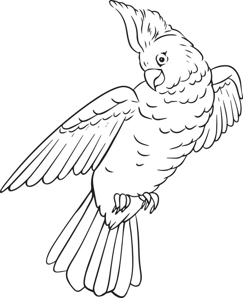 Parrot. The drawing is handmade in black and white. For illustrations and colouring books. vector