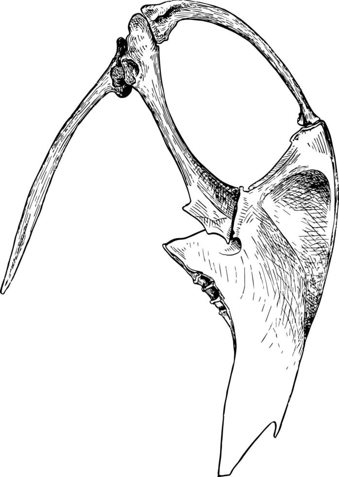 Cormorant Sternum and Shoulder vintage illustration. vector