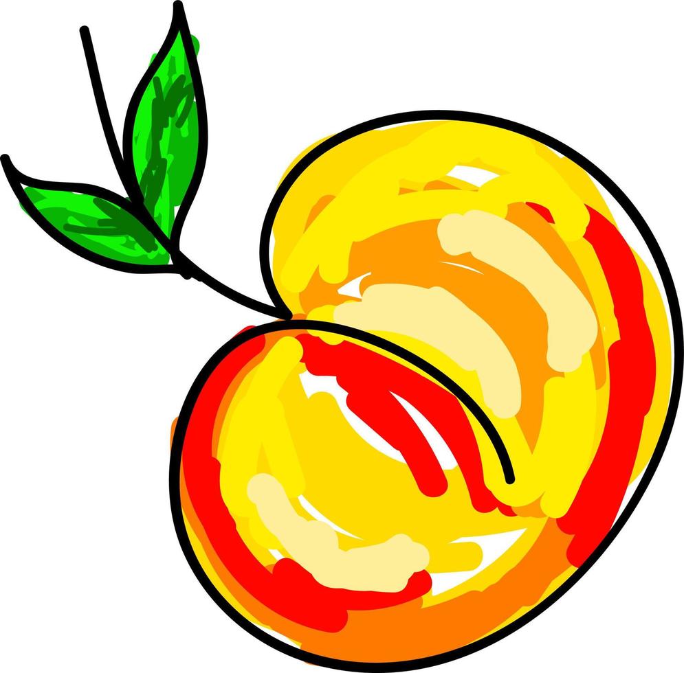 fruta de albaricoque, ilustración, vector sobre fondo blanco.