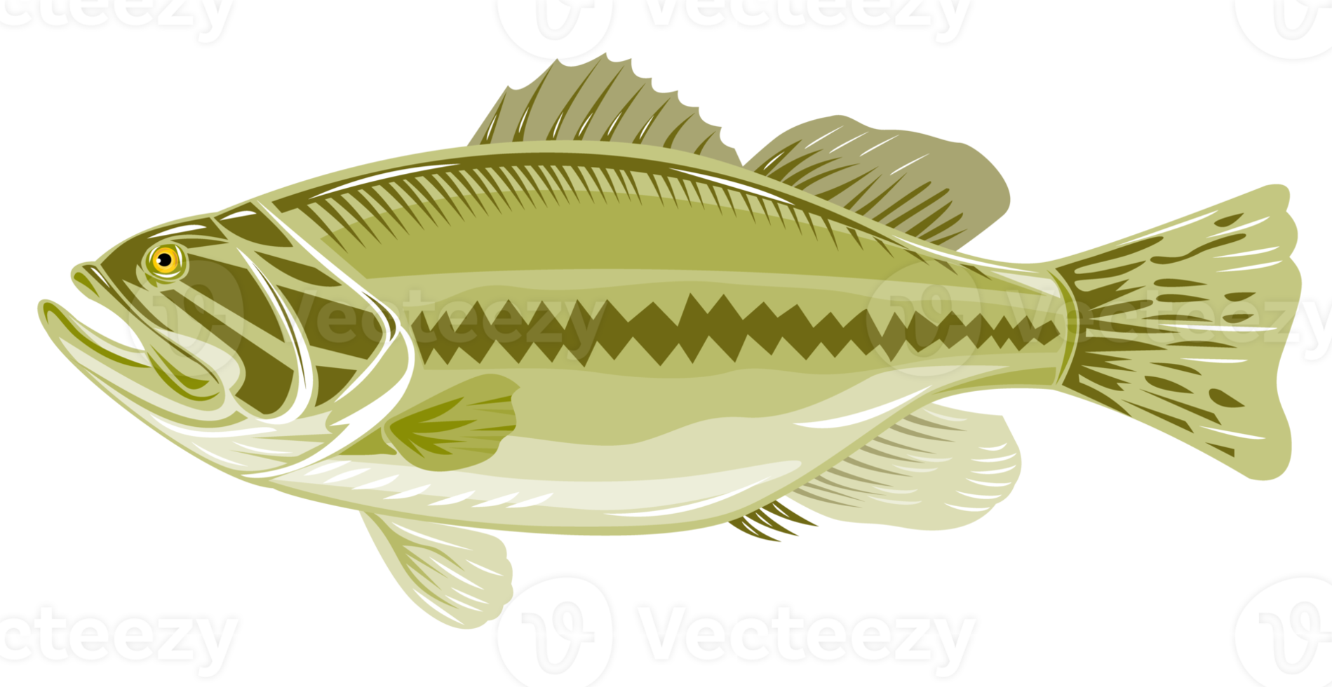 black sea bass side view png