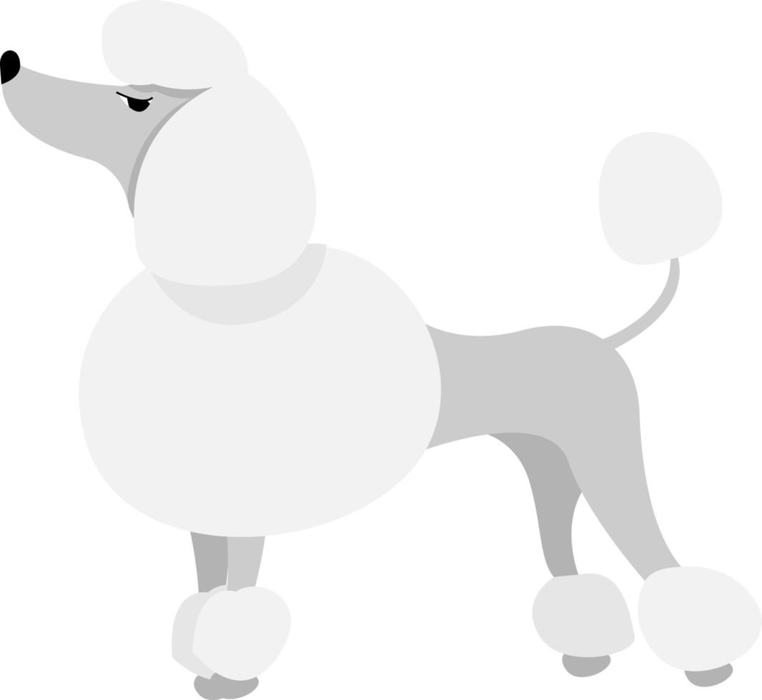 Caniche blanco, ilustración, vector sobre fondo blanco.