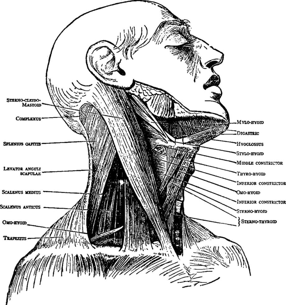 Neck Muscles, vintage illustration. vector