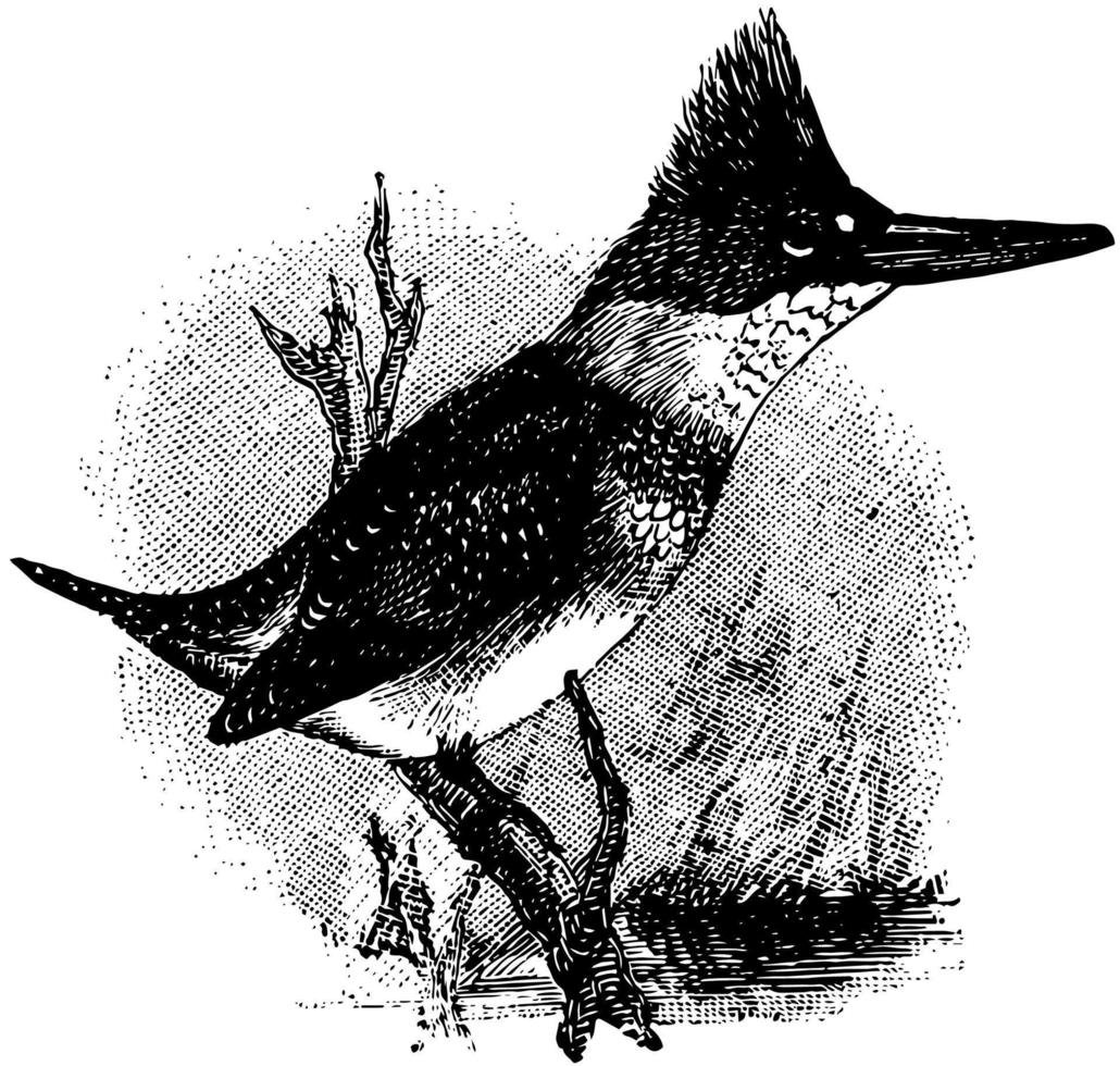 Belted Kingfisher, vintage illustration. vector