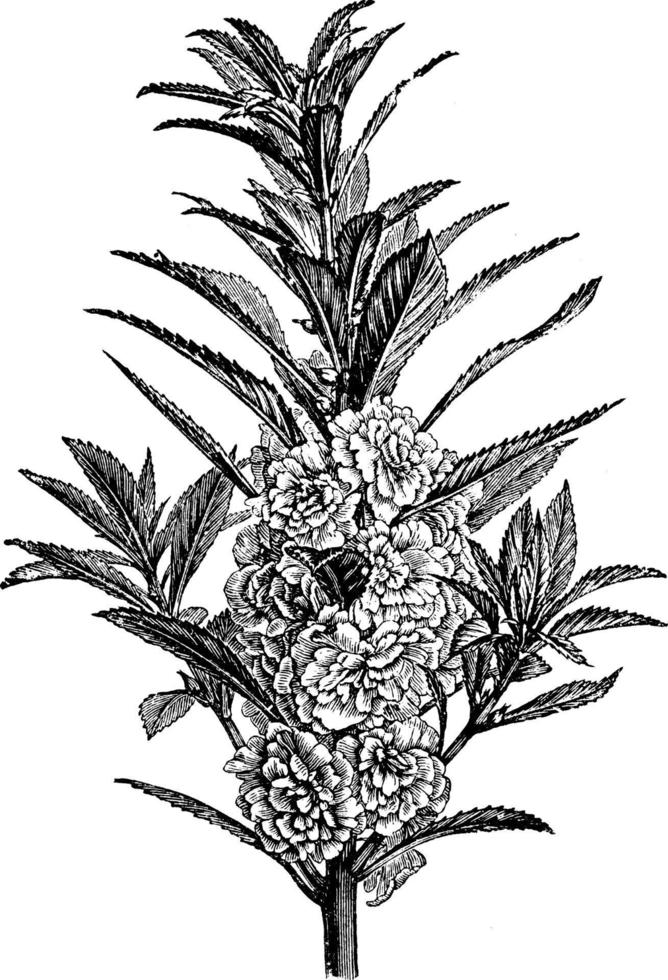 Camellia-Flowered Balsam vintage illustration. vector