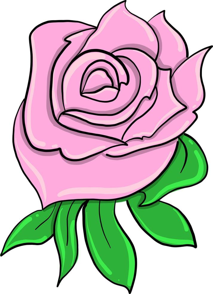 rosa rosa, ilustración, vector sobre fondo blanco