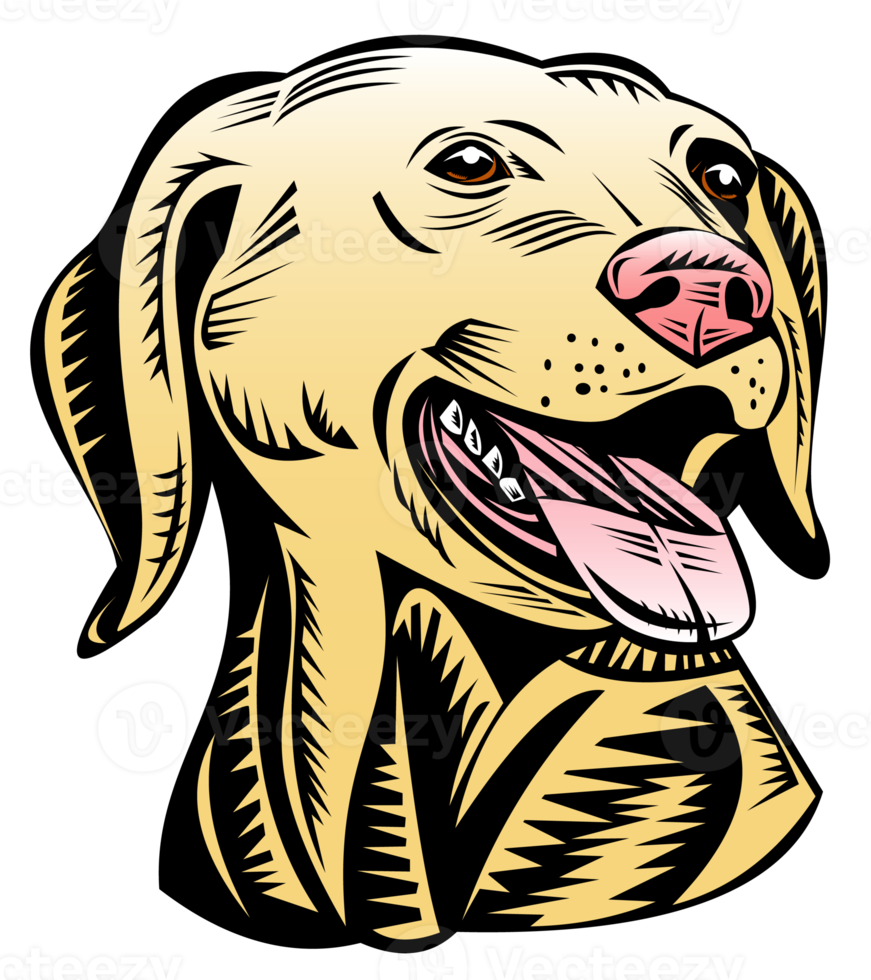 golden labrador retriever dog head png