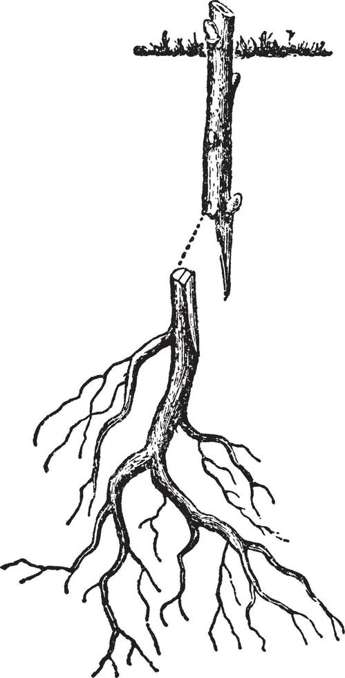 Root Grafting of Woody Plant, vintage illustration. vector