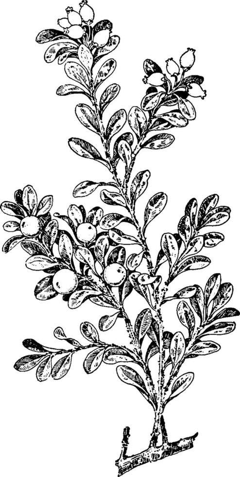 Bear Berry vintage illustration. vector