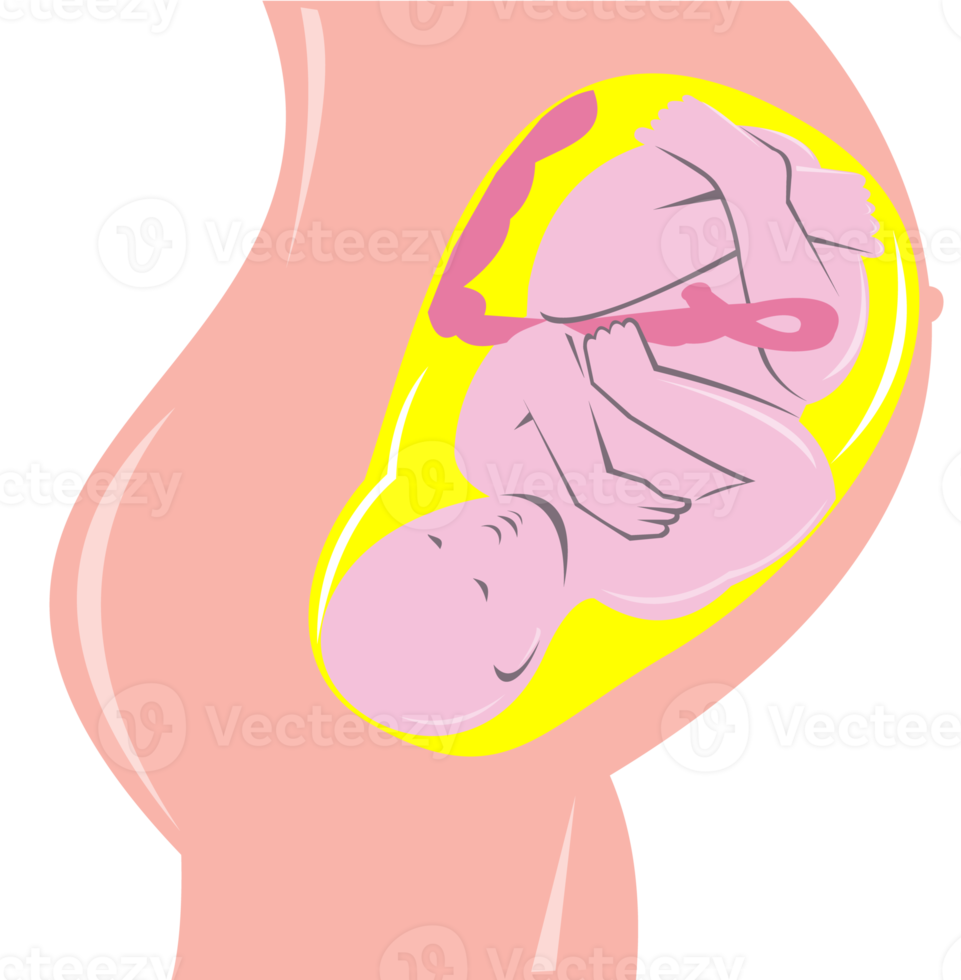 menselijk foetus binnen baarmoeder png