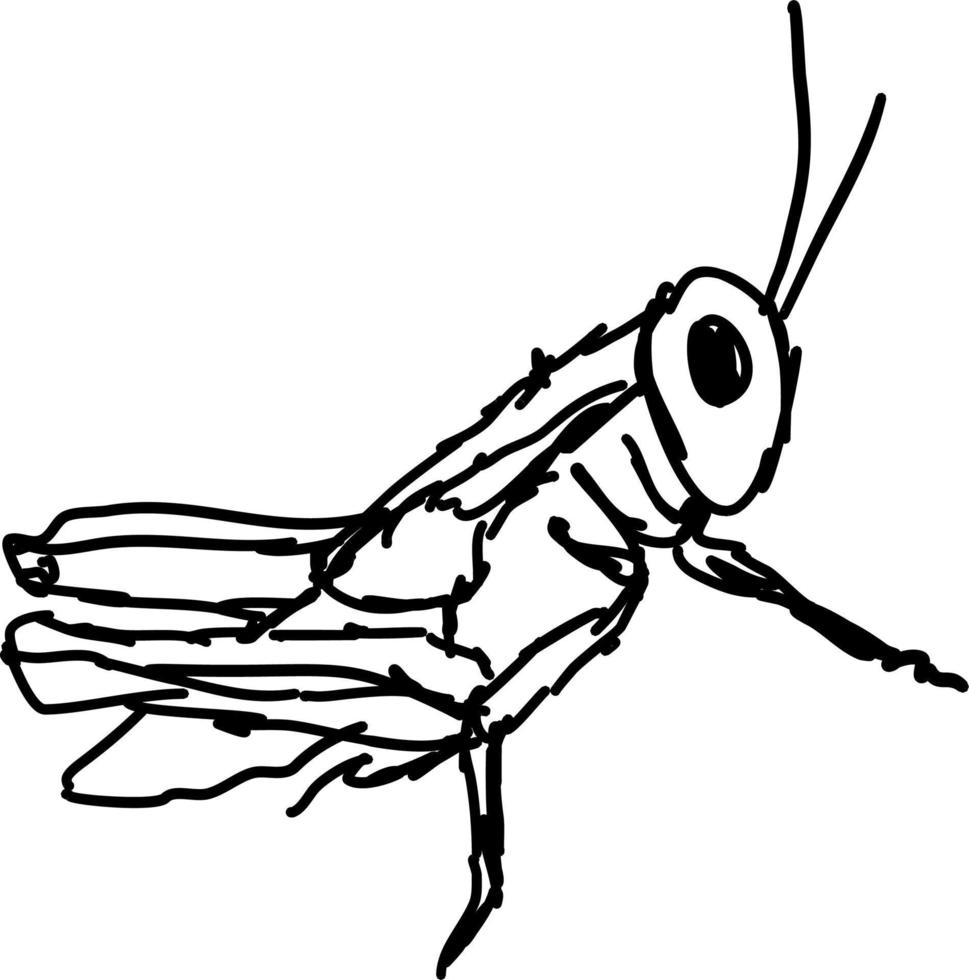 saltamontes dibujo, ilustración, vector sobre fondo blanco.