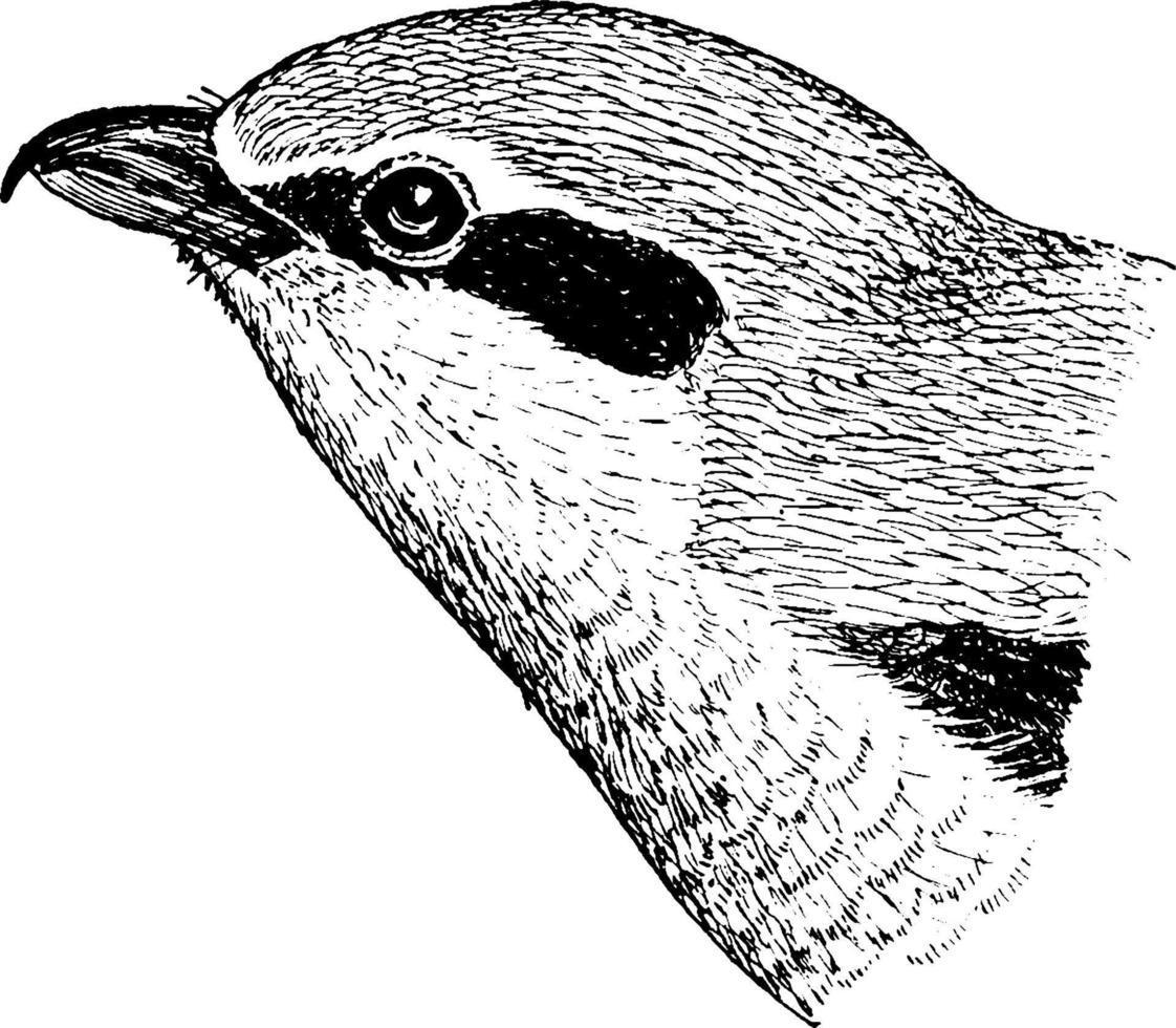 Great Grey Shrike, vintage illustration. vector