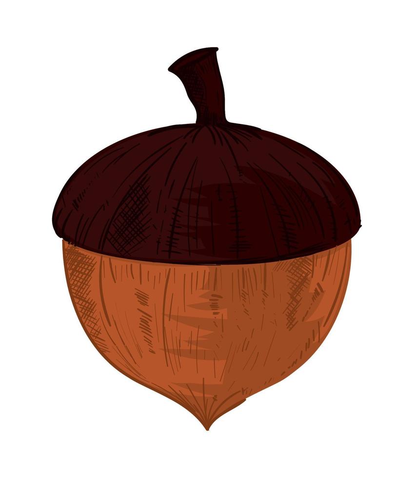acorn nut icon vector