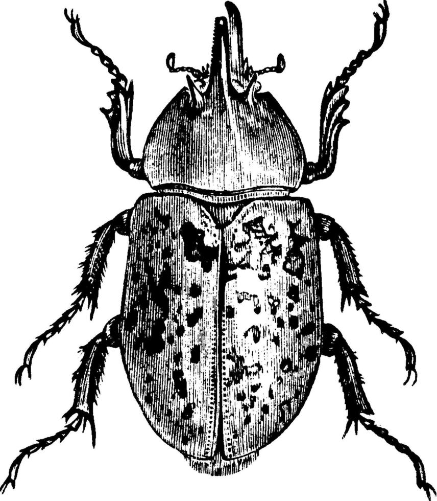 Rhinoceos Beetle, vintage illustration. vector