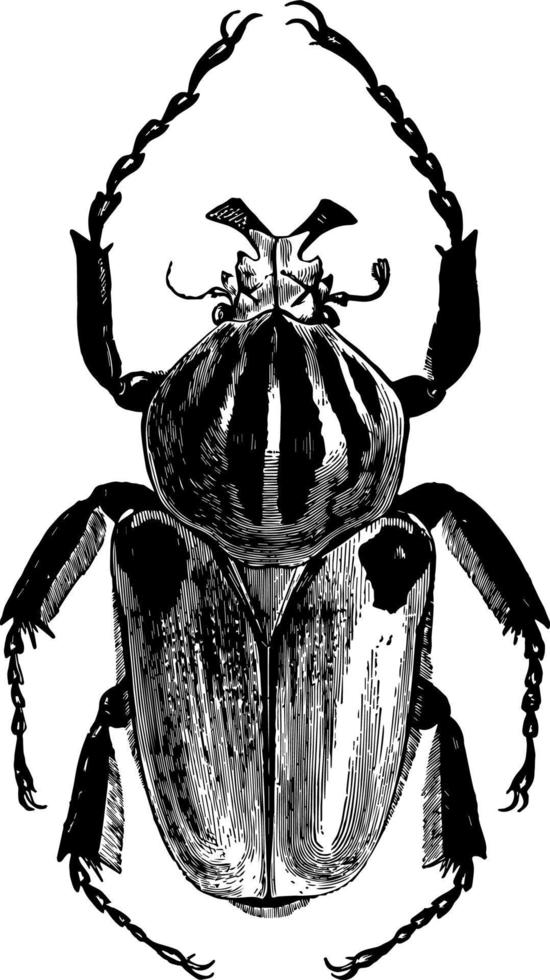 goliathus cacicus ilustración vintage. vector