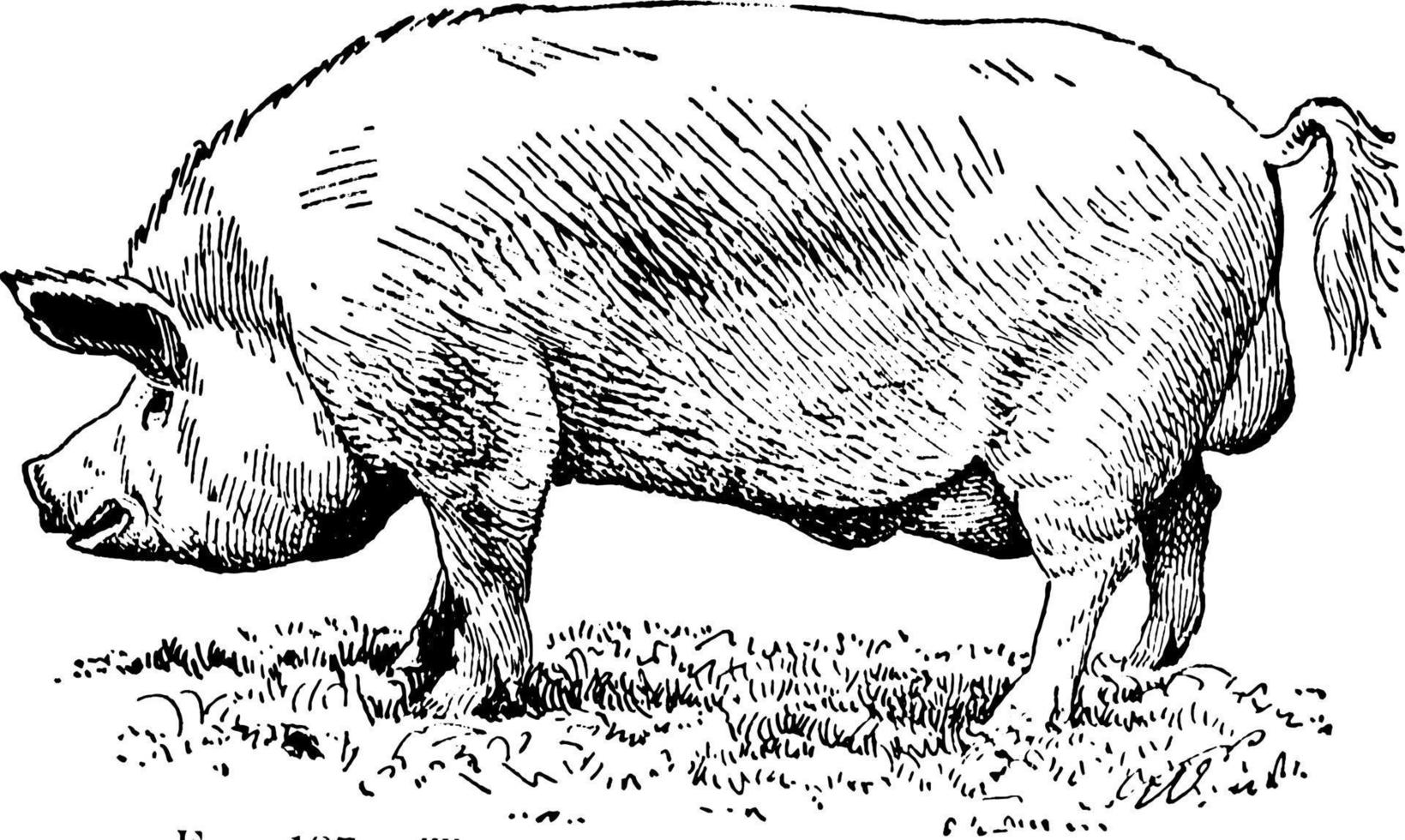 Yorkshire pig, vintage illustration. vector