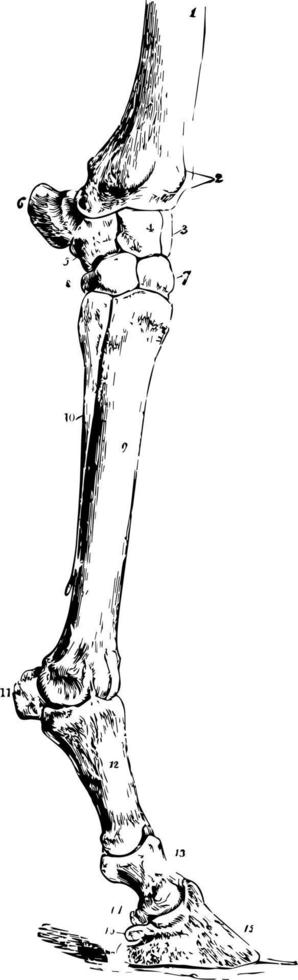 Horse Leg vintage illustration. vector