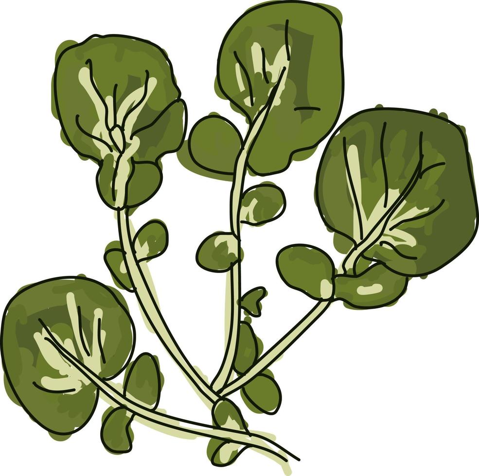 Watercress, illustration, vector on white background.