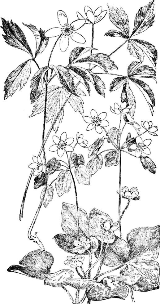 Wood Anemone, Rue Anemone, and Liverwort vintage illustration. vector