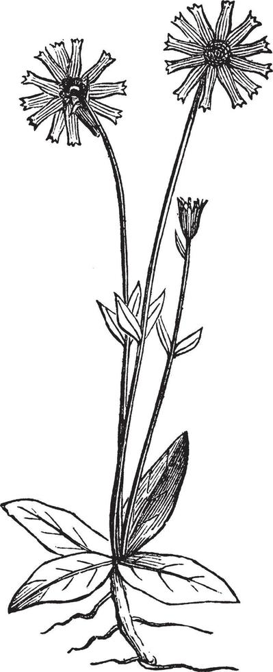 Arnica Montana vintage illustration. vector