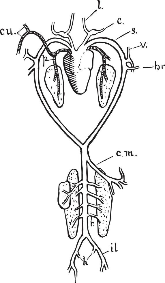 Frog Arterial System, vintage illustration vector