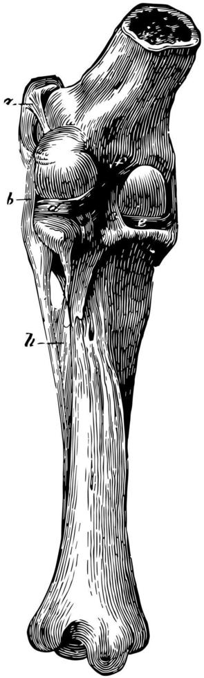 Stifle Joint Ligaments, vintage illustration. vector