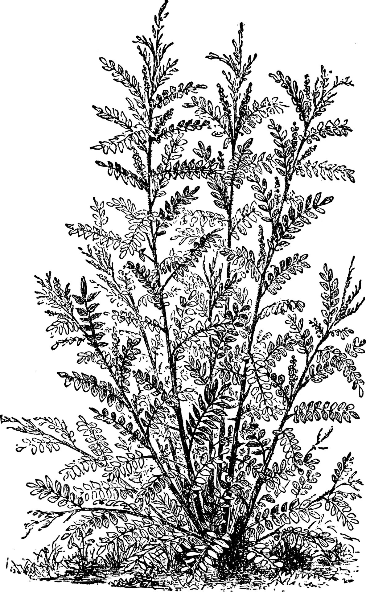 Licorice vintage illustration. 13792137 Vector Art at Vecteezy