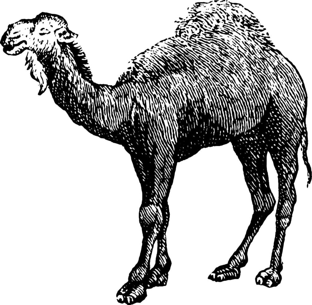 Camel, vintage illustration. vector