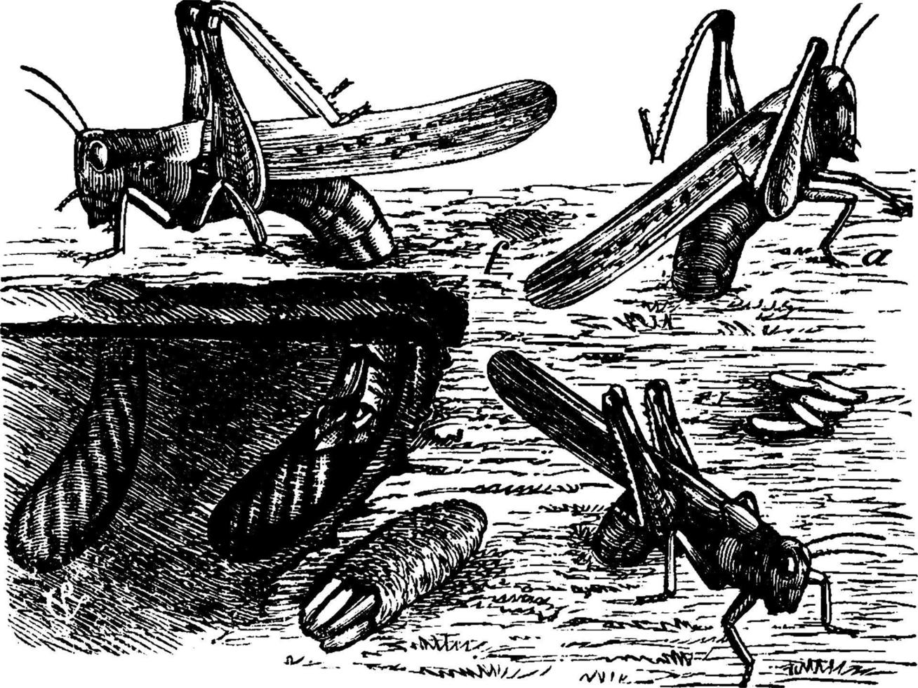 Locust, vintage illustration. vector