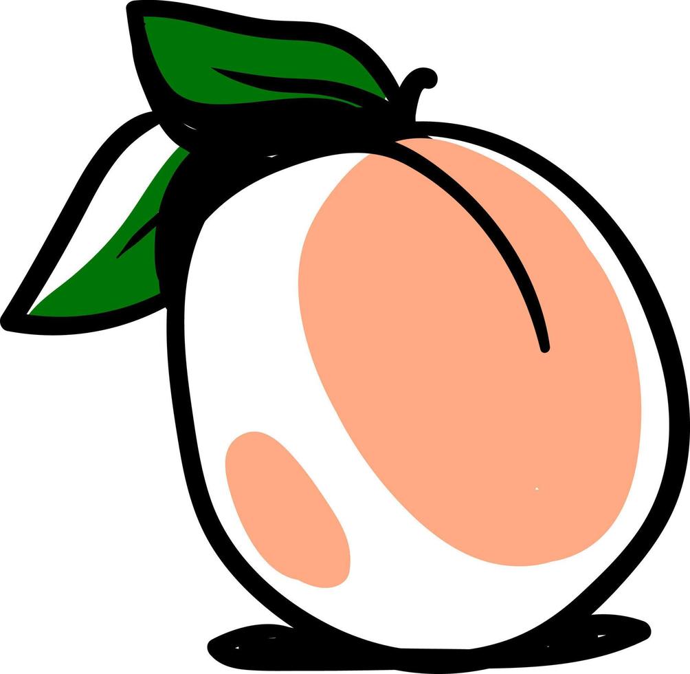 Apricot drawing, illustration, vector on white background.