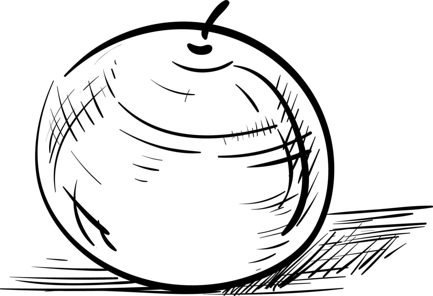 Sketch of an orange, vector or color illustration.