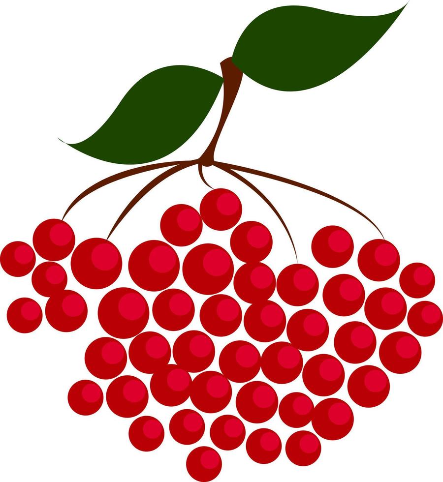 Red berries, illustration, vector on white background.