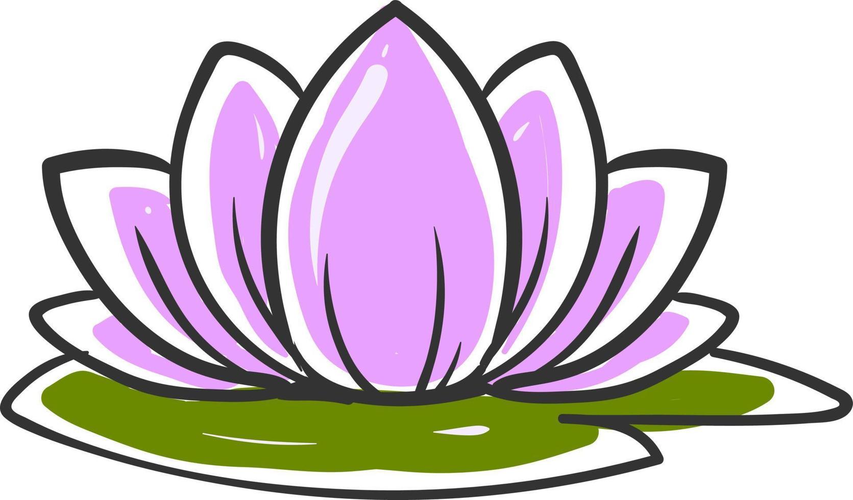 Lotus drawing, illustration, vector on white background.