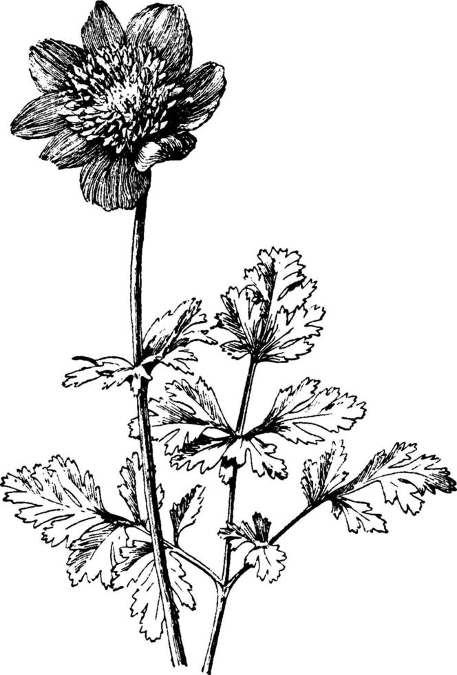 Anemone Coronaria vintage illustration. vector