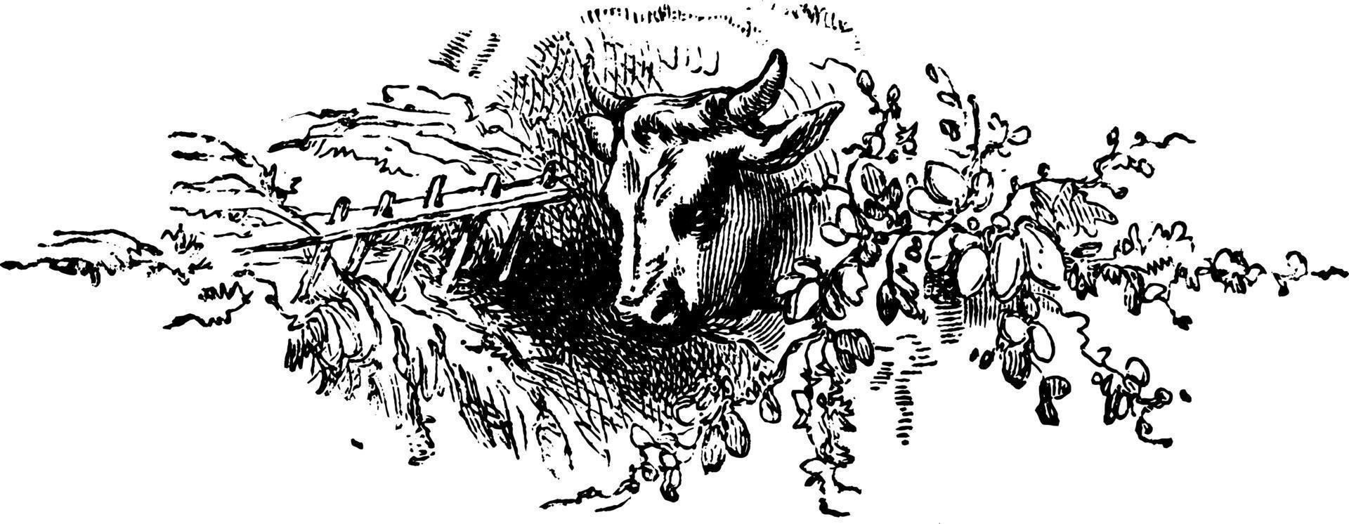 Head of Cow or Bos taurus, vintage illustration. vector