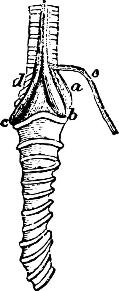 The Laryngeal Muscles of a Rook vintage illustration. vector