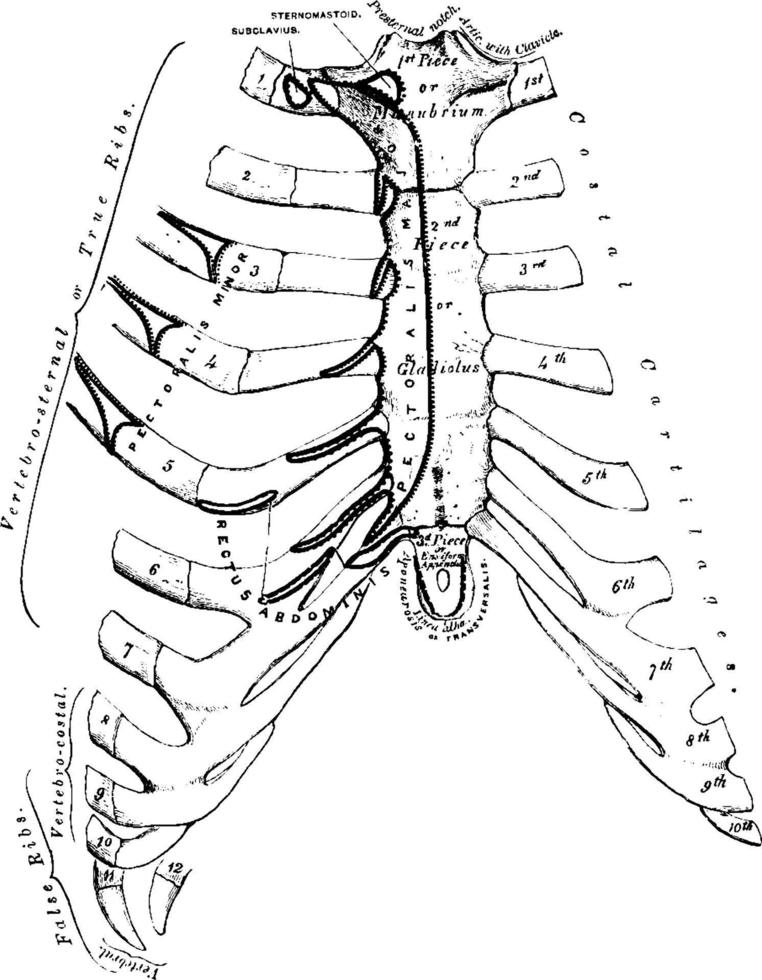 Sternum, vintage illustration. vector