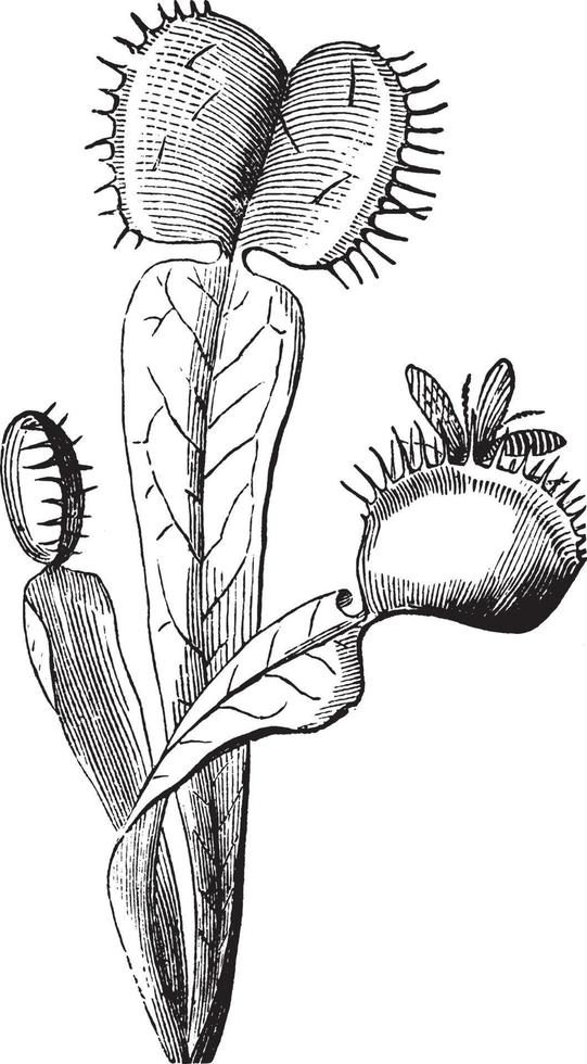 Dionaea vintage illustration. vector