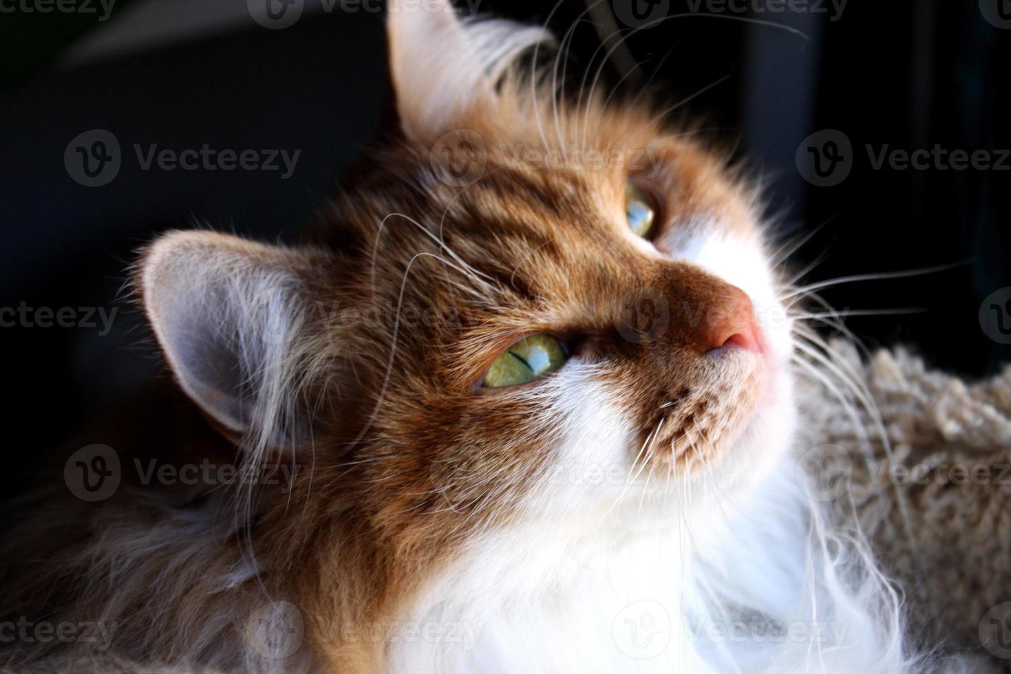 Fluffy Siberian Red Mackerel Tabby Cat 13795032 Stock Photo at Vecteezy
