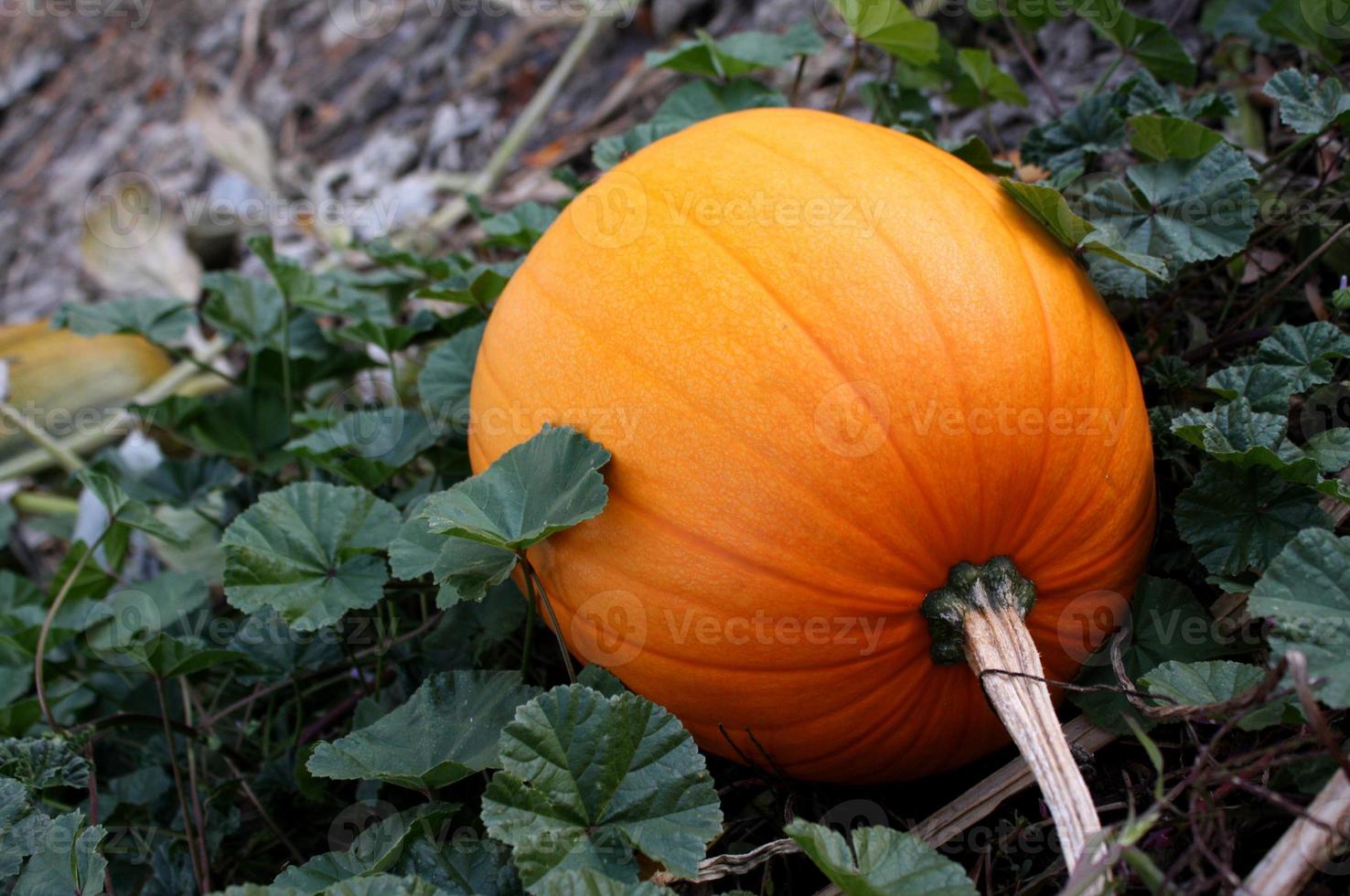 Oblong Pumpkin in an Autumn Pumpkin Patch photo