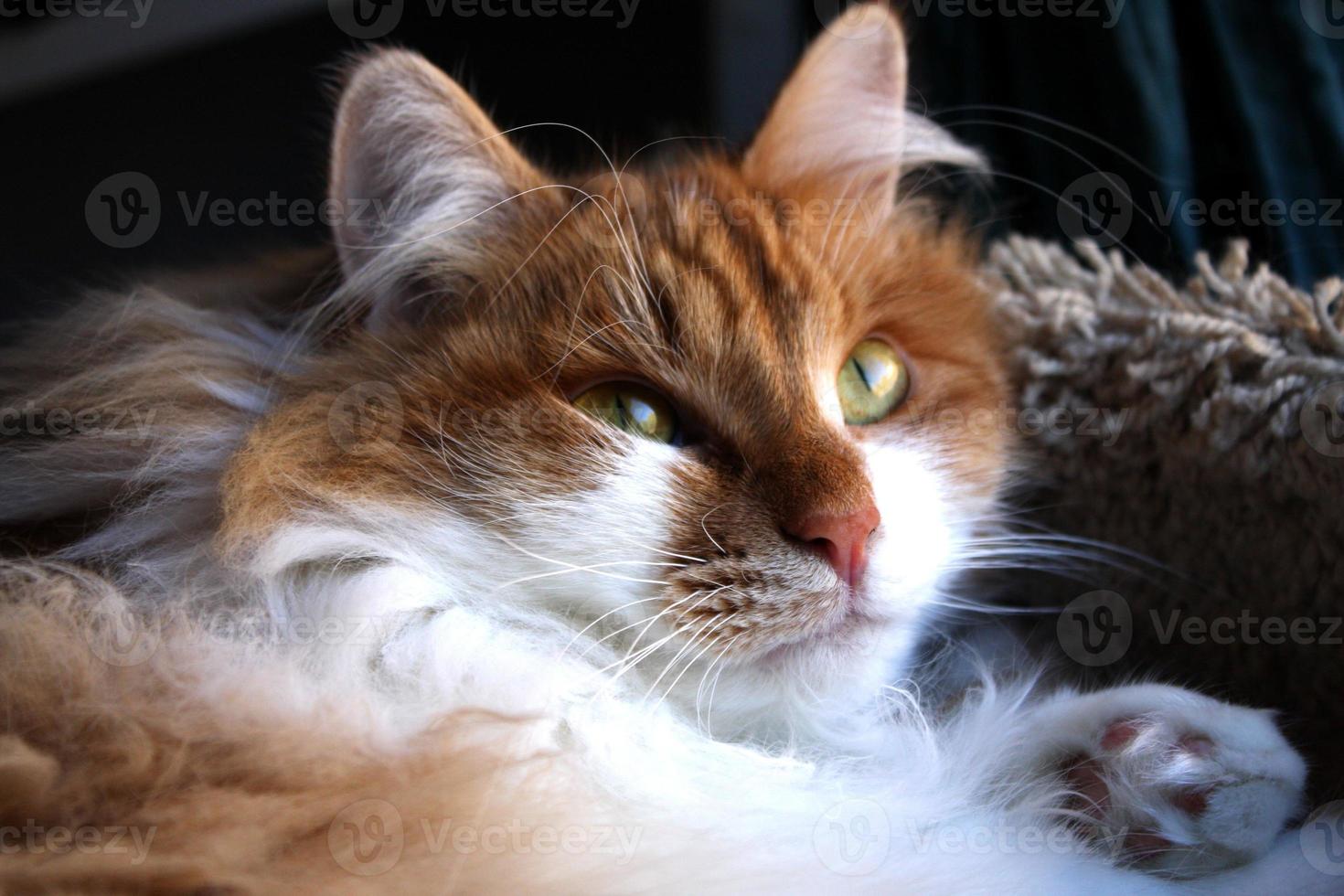 Siberian Red Mackerel Tabby Cat 13795037 Stock Photo at Vecteezy