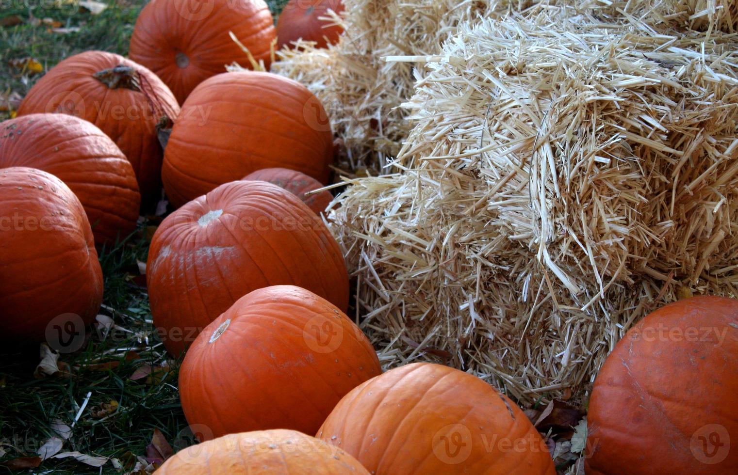 Ripe Pumpkins and Straw in Autumn Patch photo