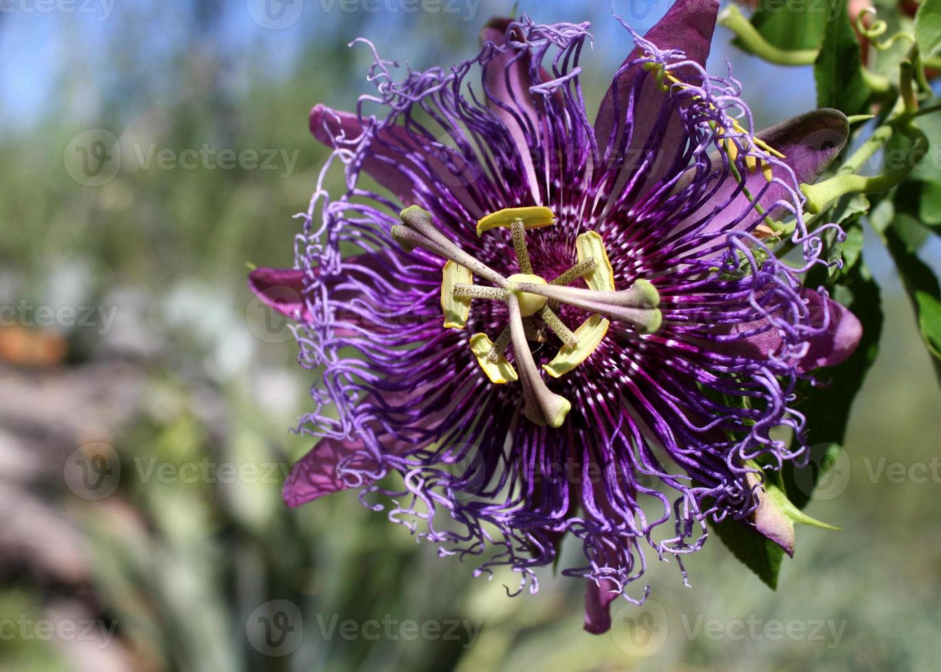 espectacular flor de la pasión morada en el desierto de sonora 13795046  Foto de stock en Vecteezy